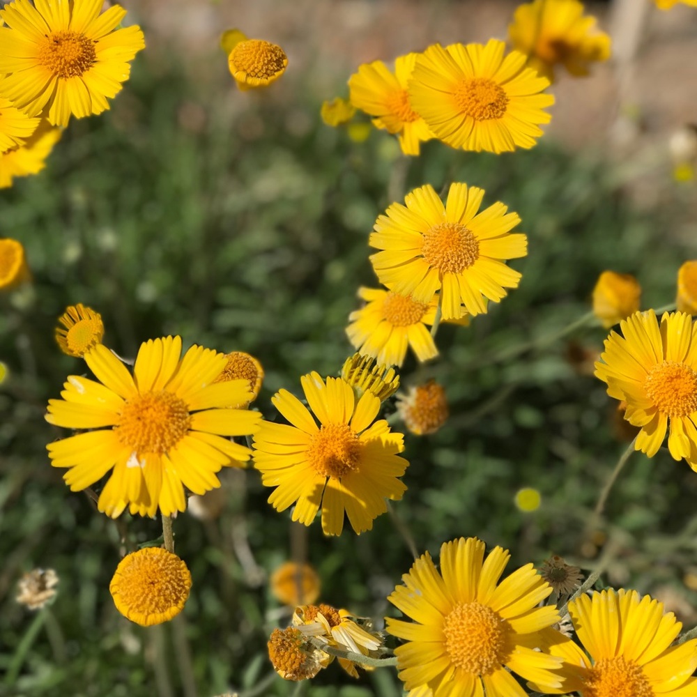 Meet your Posher, Dianna